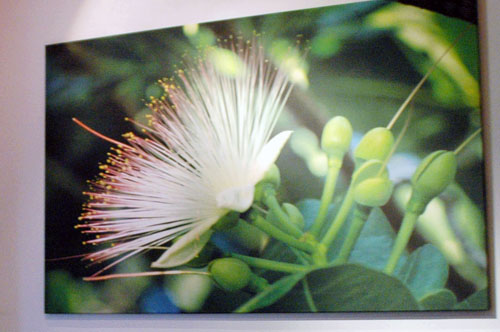 Foto op canvas