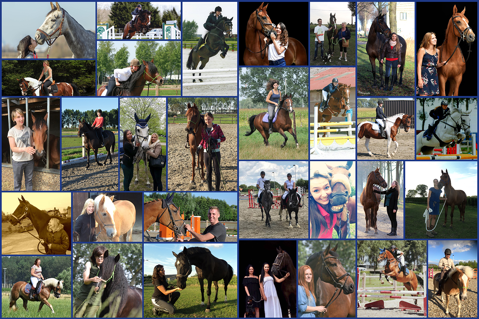 collage paarden