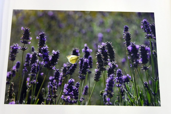Perfecte printkwaliteit op hoogwaardig canvas. Keuze uit los doek schoongesneden op de printmaat of los doek met 10 cm extra wit rondom.