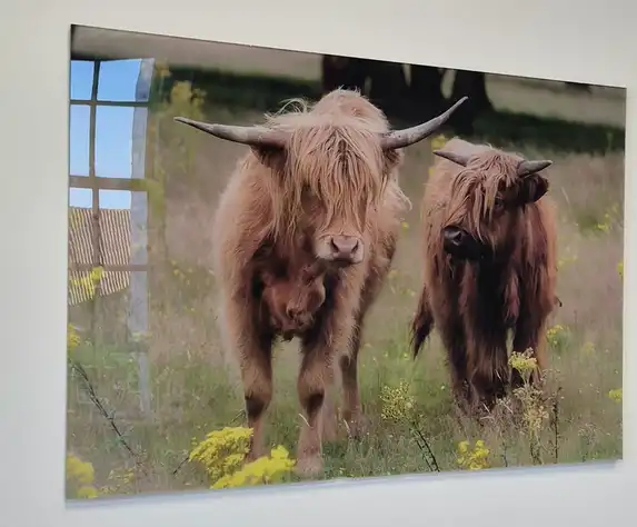 Schotse Hooglanders op plexiglas uit beeldbank,vindbaar onder Service/Contact.