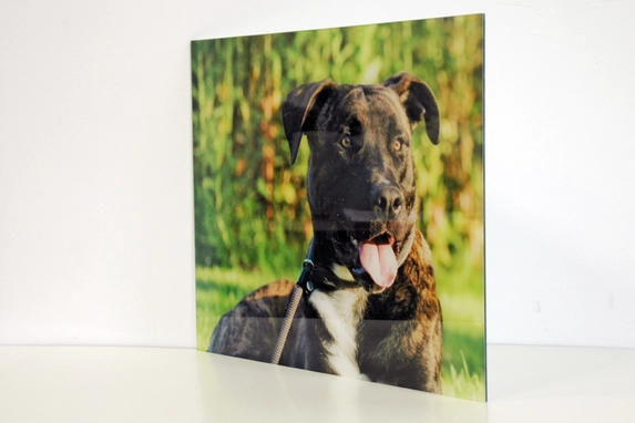 Je favoriete huisdier in plexibond is een prachtig fotogeschenk, foto tussen 3mm acryl en 3 mm dibond.