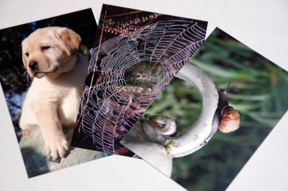 Poster prints in alle formaten, handige kleefstrips en zeer snelle levering.