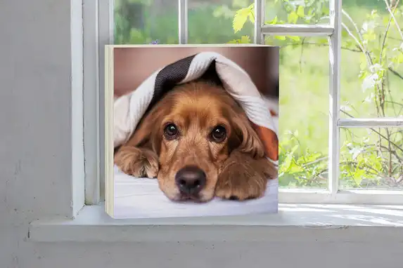 Huisdier foto op een vierkant houtblok van 40mm dik.