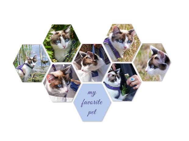 Collage van foto op hexagon