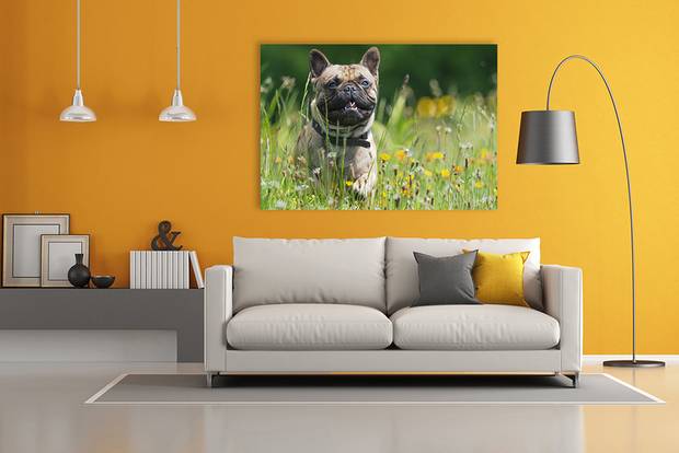 Zet jouw huisdier op canvas bij Fotogeschenk, topkwaliteit prints.